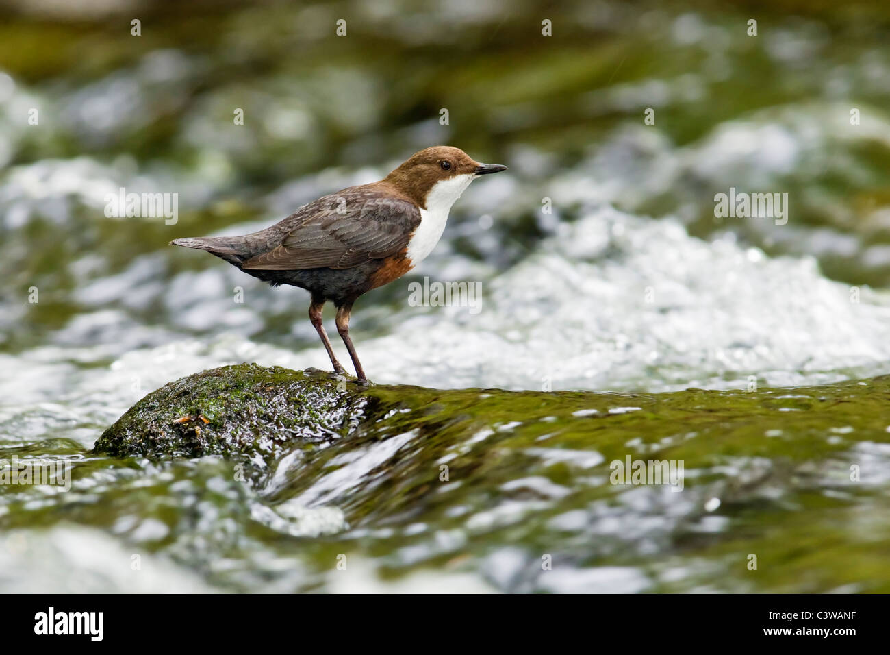 Dipper thront auf Felsen im schnell fließenden Fluss Stockfoto