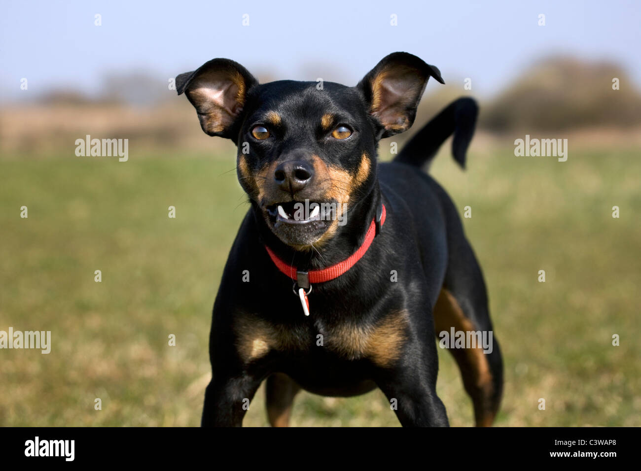 Manchester Terrier (Canis Lupus Familiaris) in Nahaufnahme bellender Hund Stockfoto
