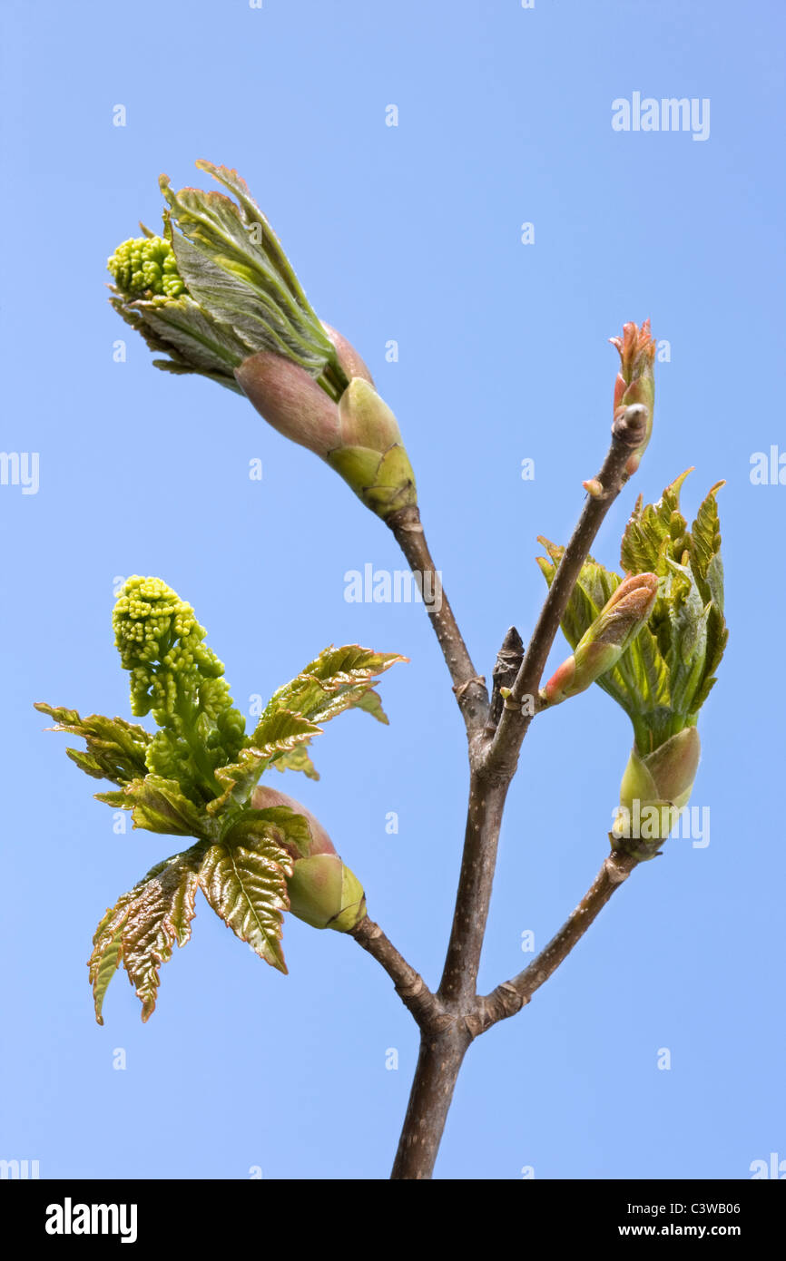 Bergahorn Maple Blattknospen öffnen (Acer Pseudoplatanus) Stockfoto