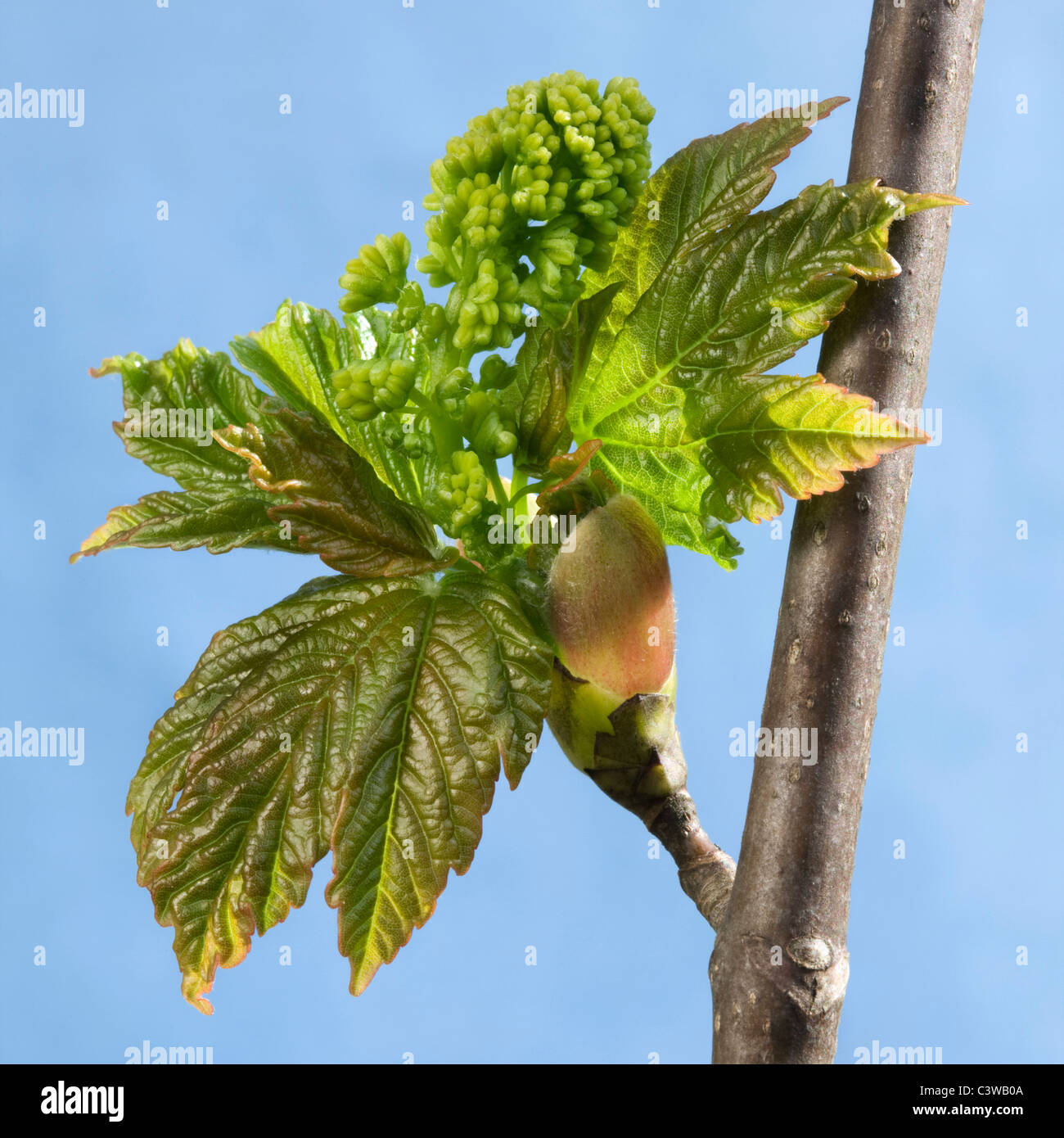 Bergahorn Maple Blattknospen öffnen (Acer Pseudoplatanus) Stockfoto
