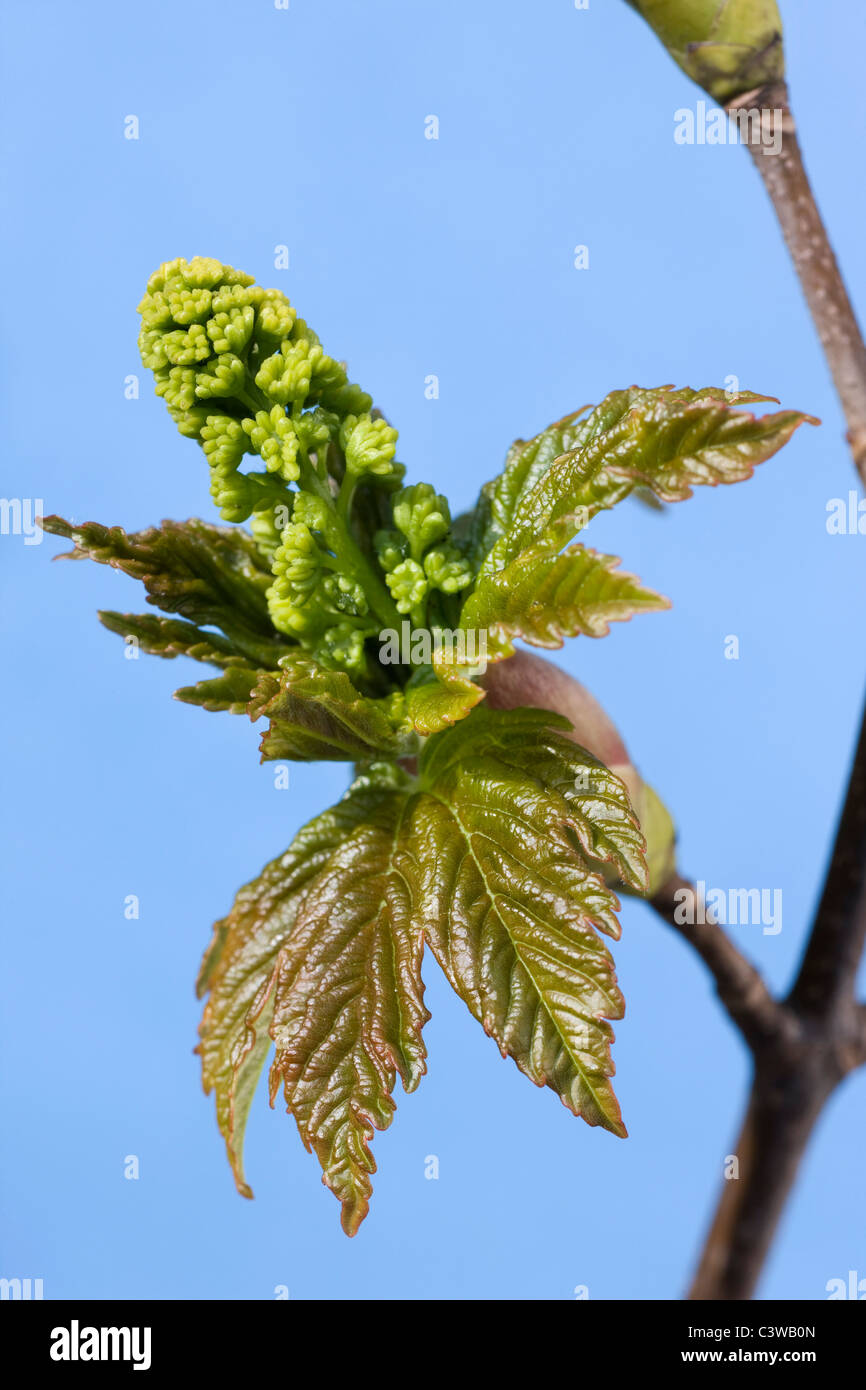 Bergahorn Maple Blattknospen öffnen (Acer Pseudoplatanus) Stockfoto