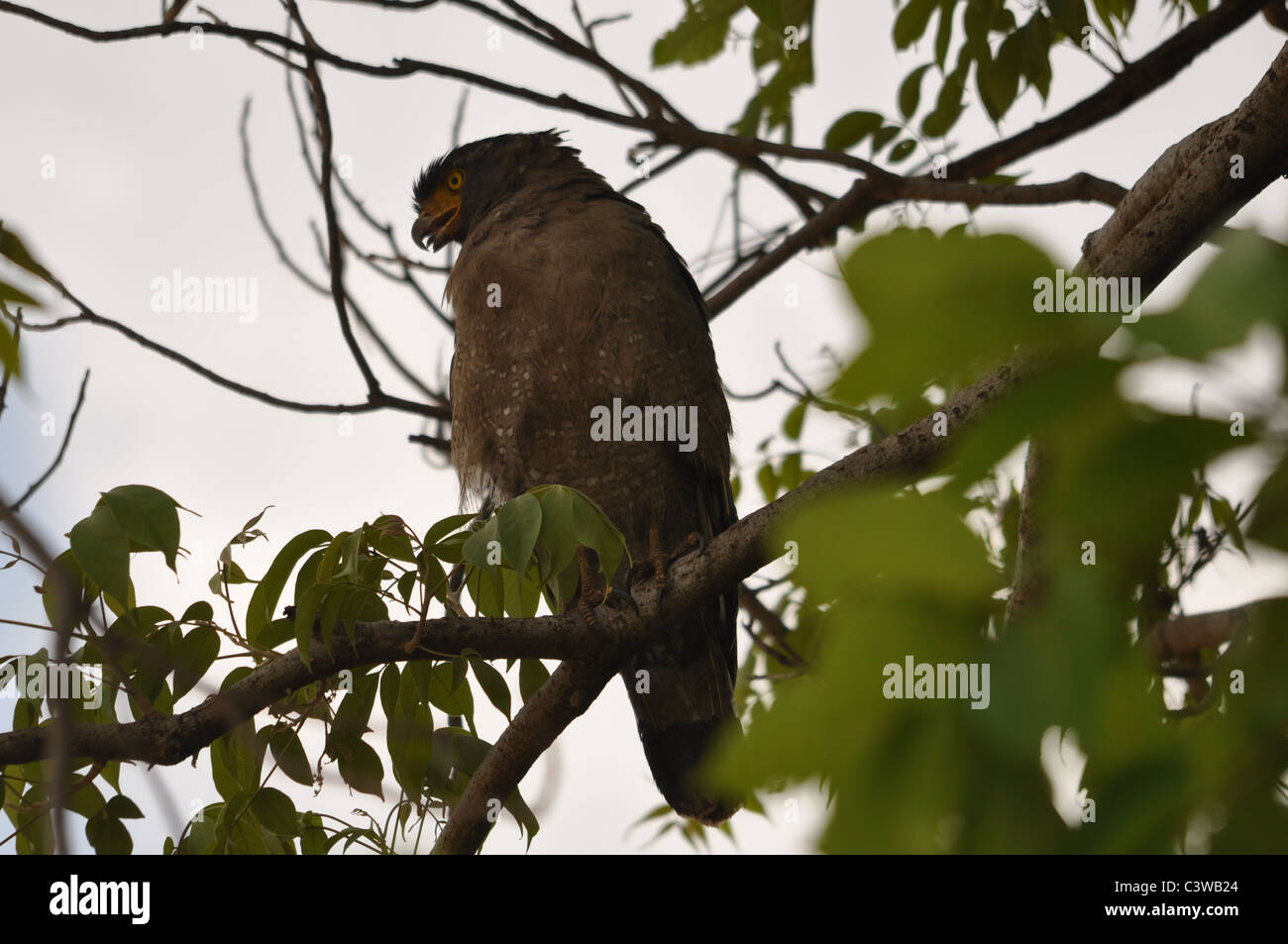 Eine Schlange-Adler versucht, die Hitze an einem sonnigen Tag zu schlagen. Stockfoto