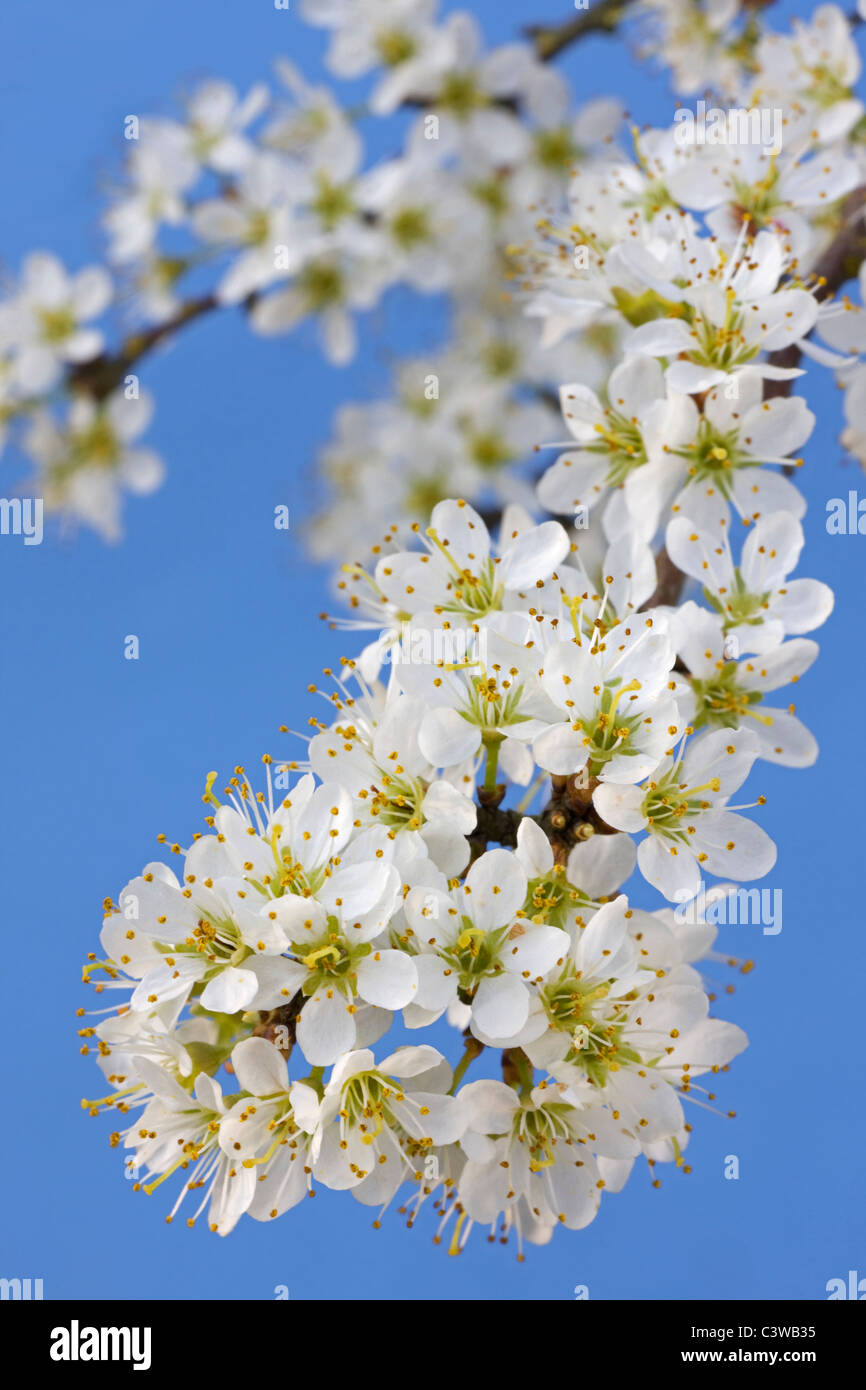 Blackthorn / Schlehe (Prunus Spinosa) blühen im Frühjahr, Belgien Stockfoto