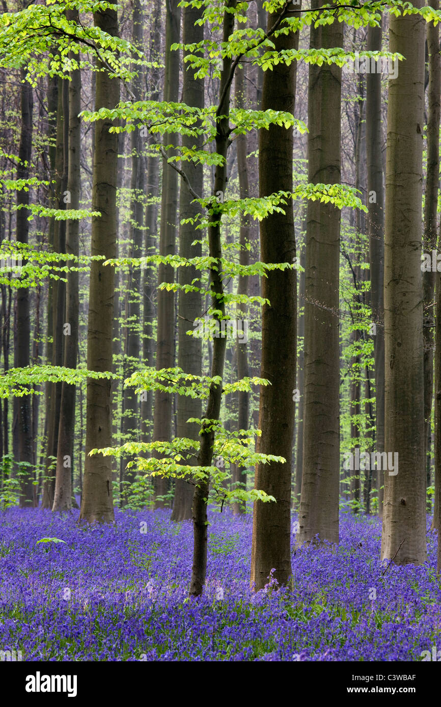 Glockenblumen (Endymion Nonscriptus) im Wald Buche (Fagus Sylvatica), Hallerbos, Belgien Stockfoto