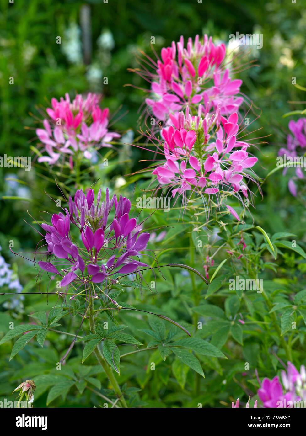 Nahaufnahme Bild von Cleome Spinosa in eine Blume-Grenze Stockfoto