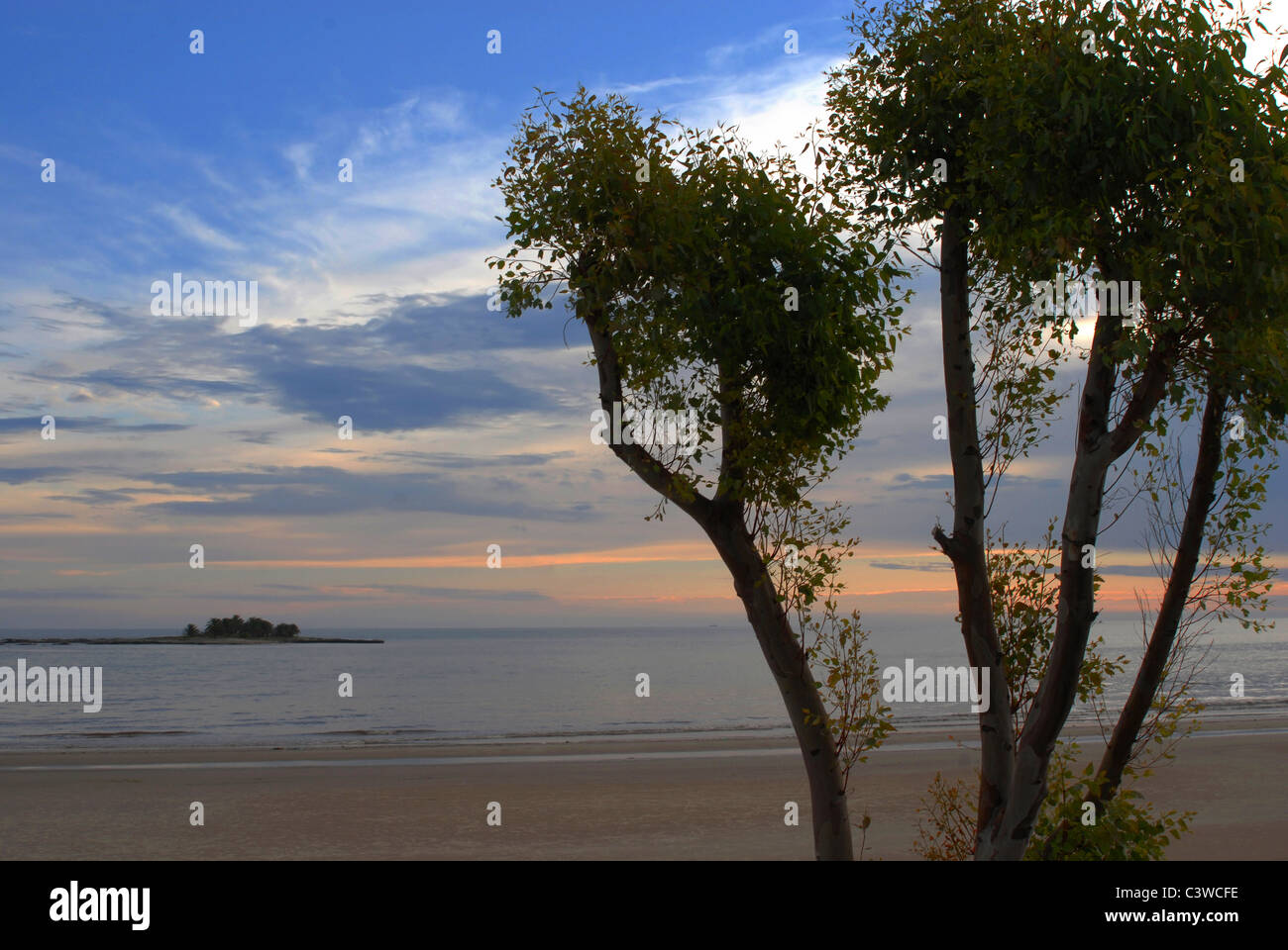Büschen am Strand auf einem blau und rosa bewölktem Himmel backgroundd Stockfoto