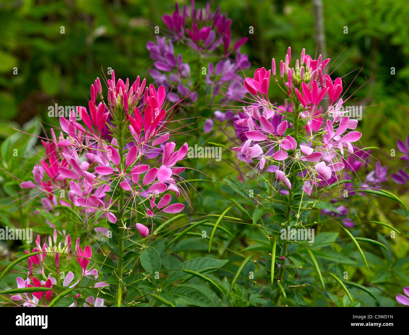 Nahaufnahme von Cleome Spinosa in Le Plessis Sasnieres Stockfoto