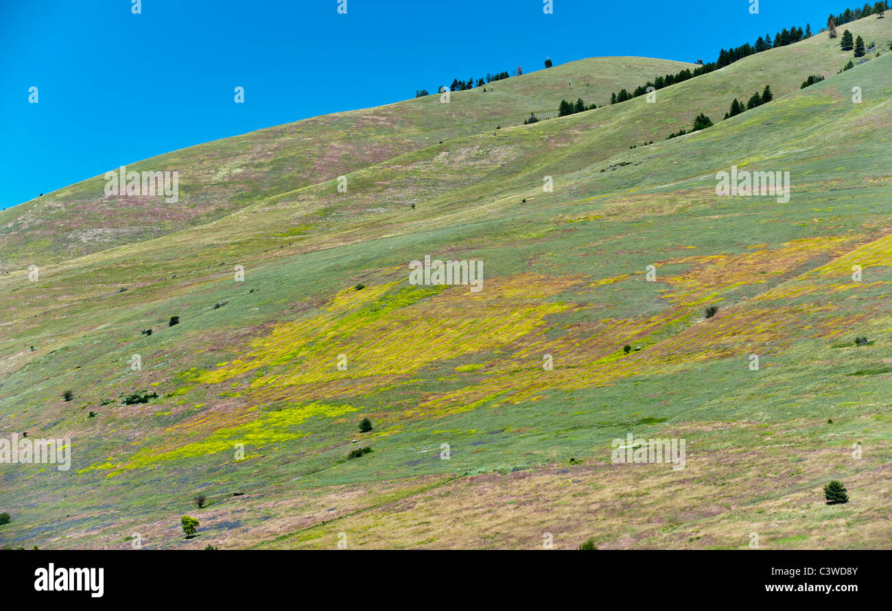 Die gelben grünen Wolfsmilch wächst auf der Seite des Mt. Sentinel in Missoula, Montana. Stockfoto