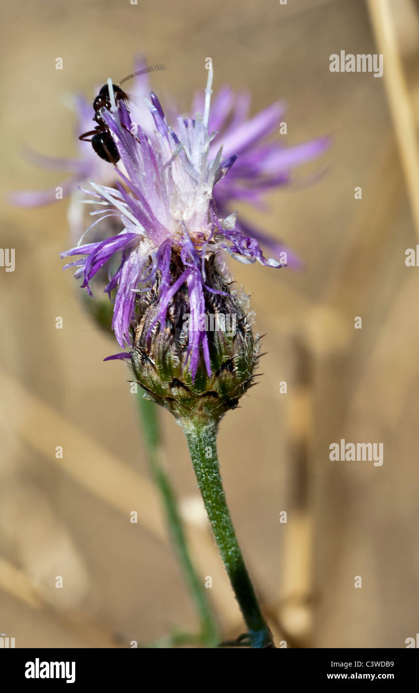 Die lila Blume eine gefleckte Flockenblume (Centaurea Maculosa). Diese schädliche Unkraut wurde am Mt. Jumbo in Missoula, Montana gefunden. Stockfoto