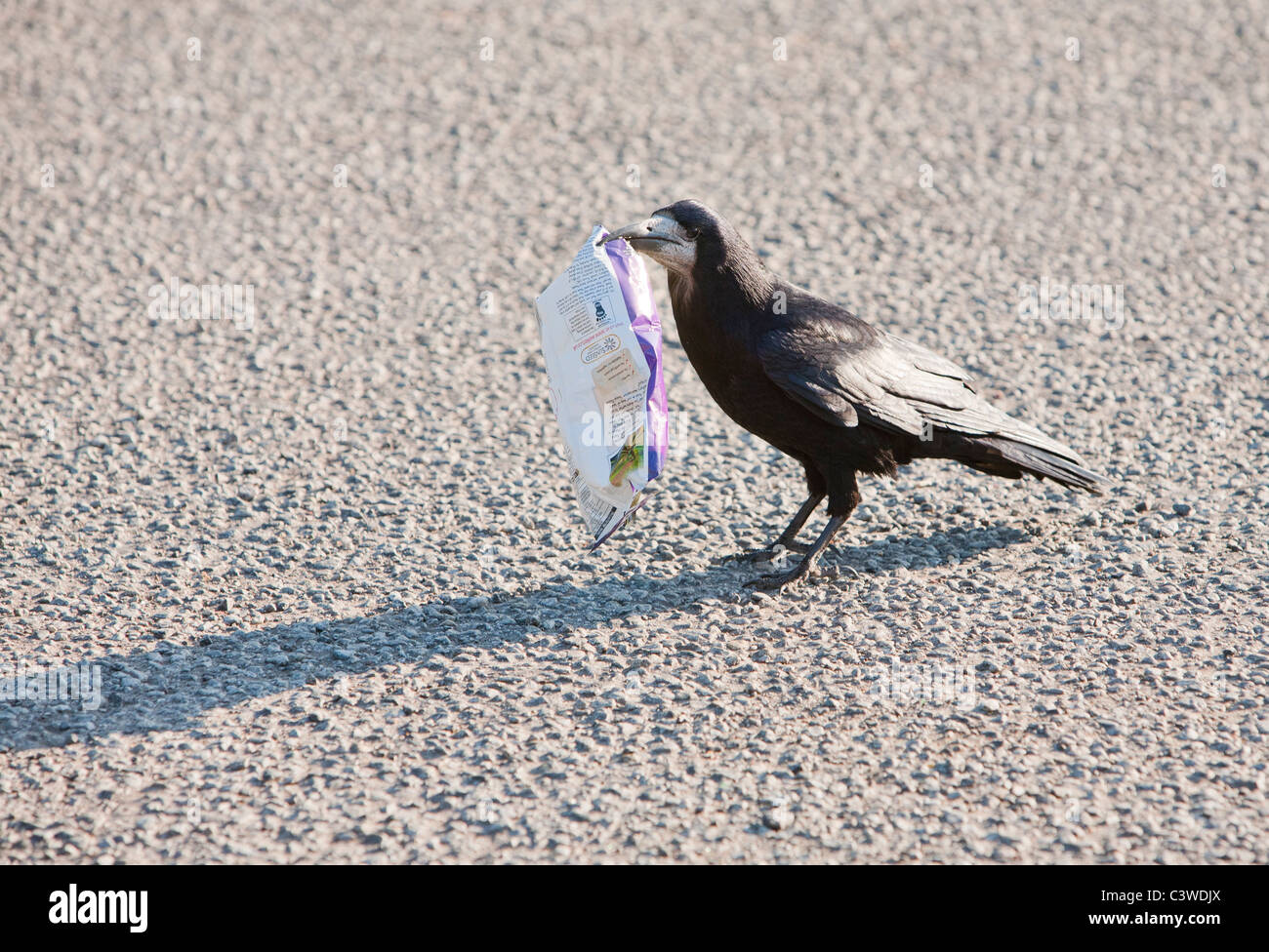 Ein Rook (Corvus Frugilegus) Fütterung auf eine Packung Chips in eine Autobahn Tankstelle Parkplatz, Schottland, Großbritannien. Stockfoto