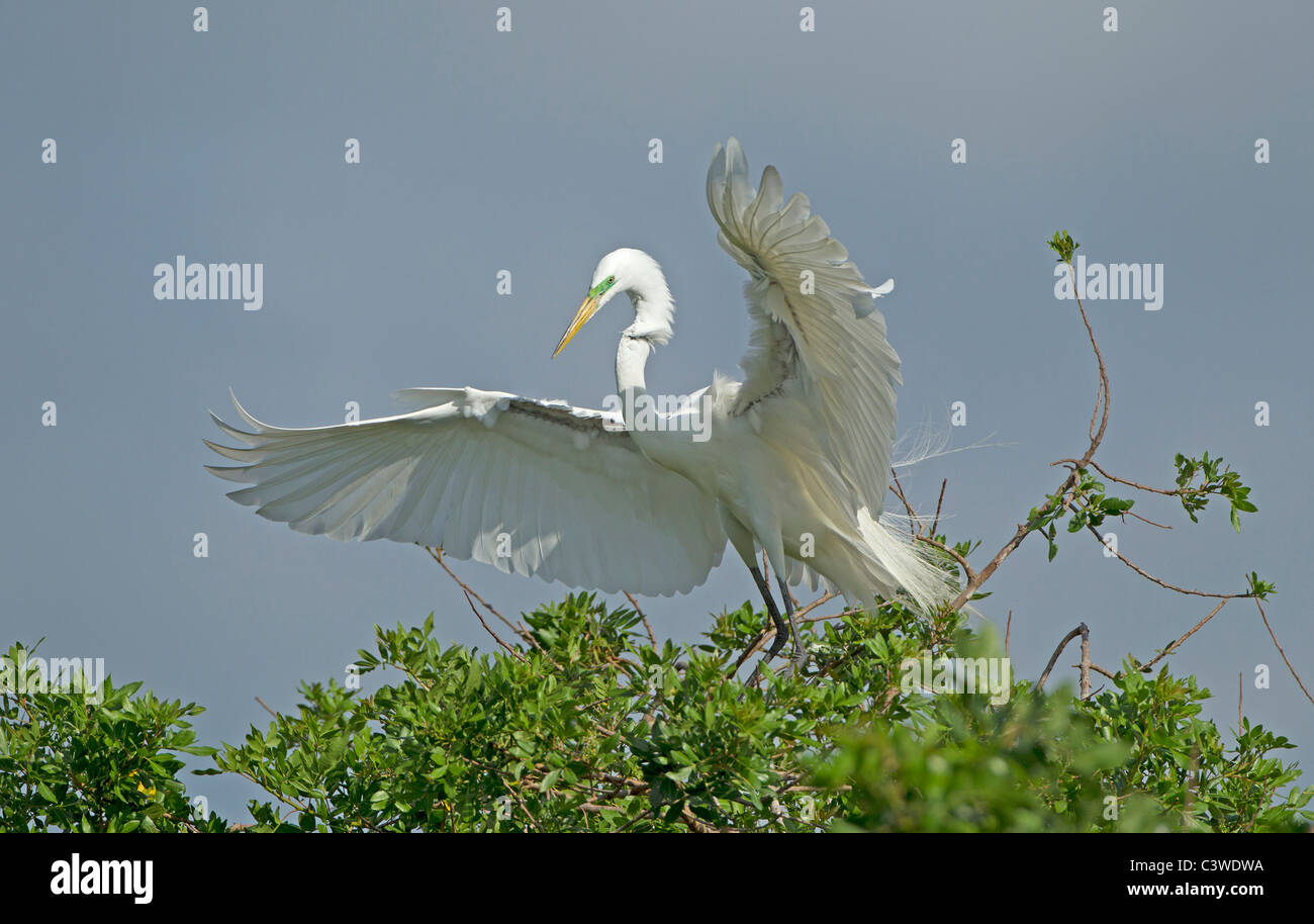 Silberreiher mit ausgebreiteten Flügeln. Stockfoto