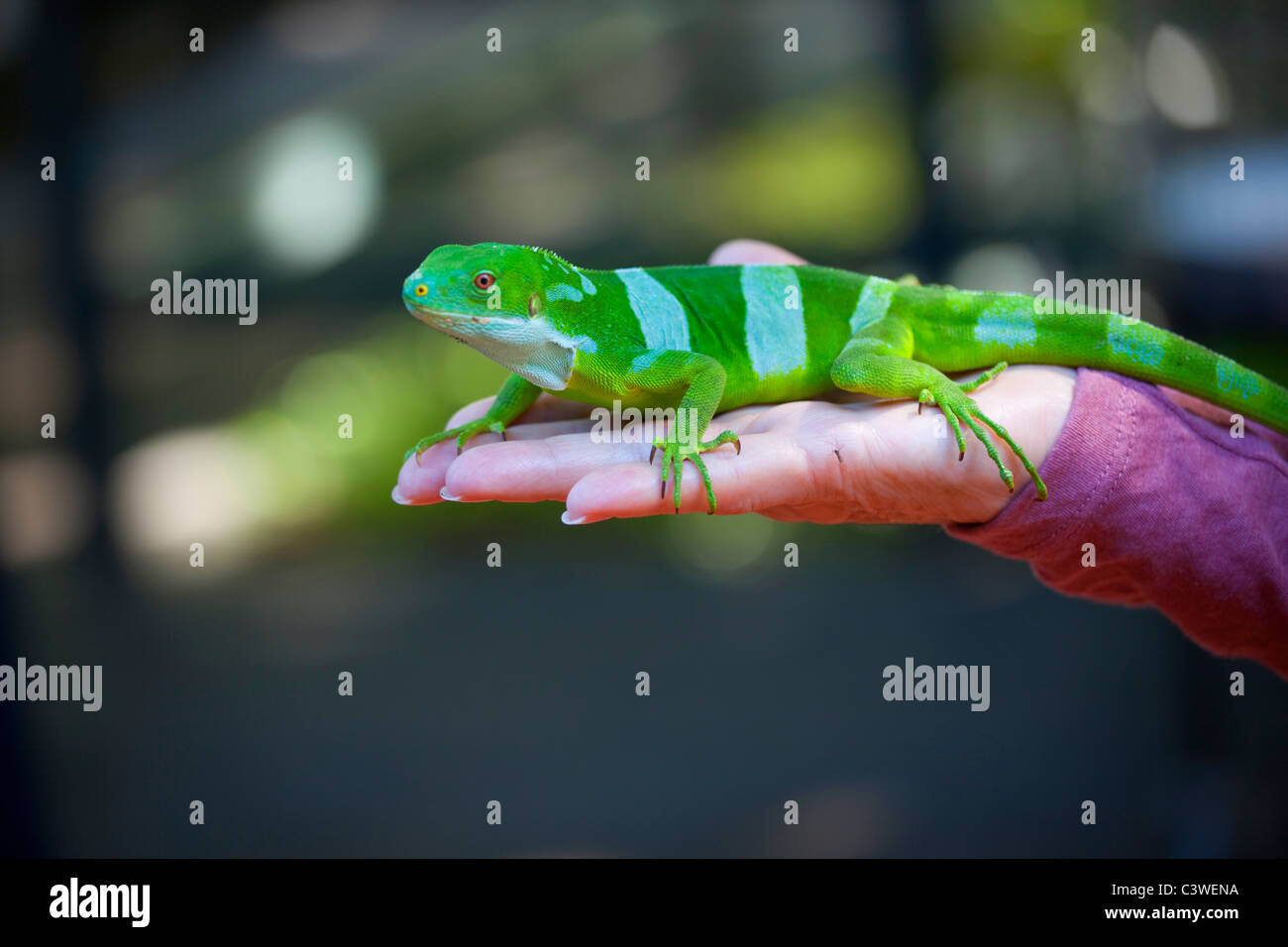 Fidschi Leguan gebändert, Brachylophus Fasciatus, Kula Eco Park, Vitu Levu, Fidschi Stockfoto