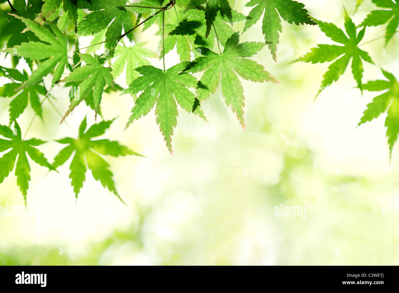 Grüne Ahornblatt im sonnigen Tag Stockfoto