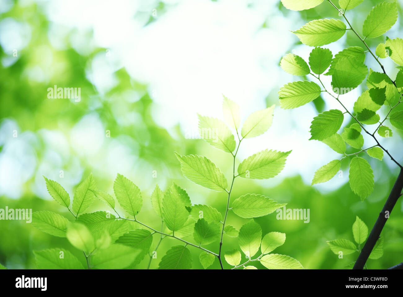 Grüne Blätter gegen hellen Himmel Stockfoto