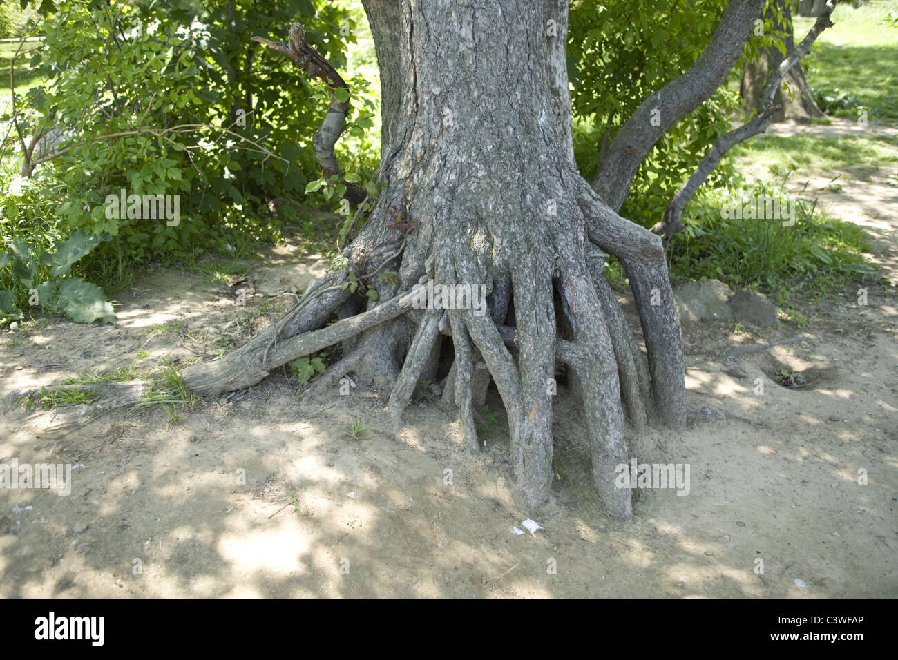 Erosion macht Baumwurzeln im Prospect Park in Brooklyn, New York. Stockfoto