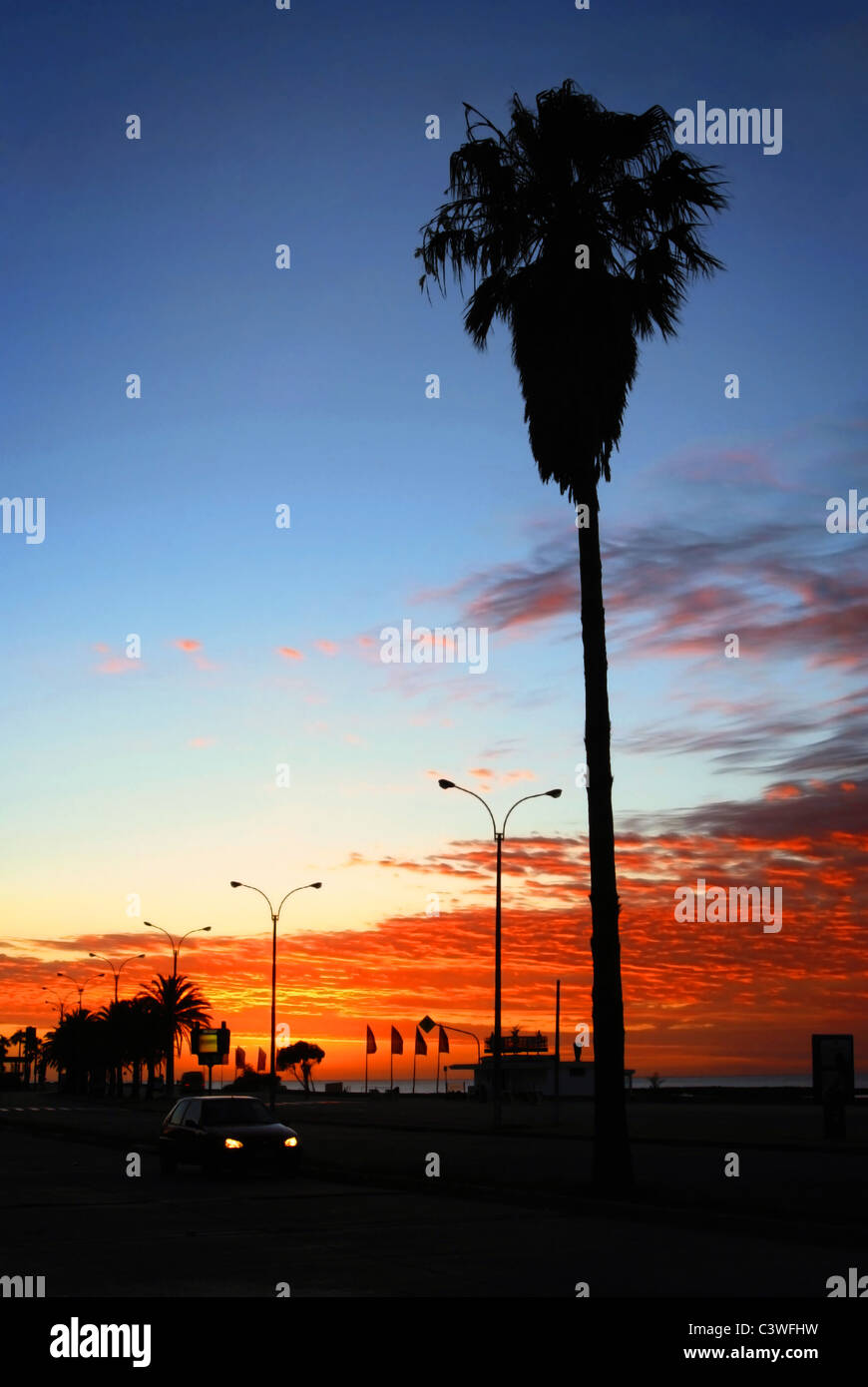 Palmen-Silhouetten in der Promenade bei Sonnenaufgang. Montevideo, Uruguay Stockfoto