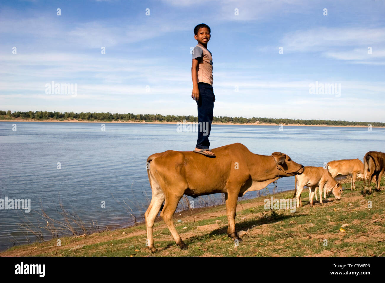 Asiatische junge steht am Anfang eine braune Kuh am Ufer des Mekong-Flusses in Kratie, Kambodscha. Stockfoto