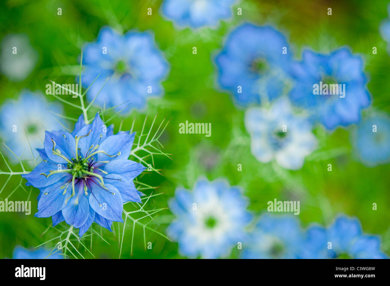 Nigella Damascena oder Liebe im Nebel - leuchtend blaue Blüten, mit Weichzeichner semi-abstrakten Hintergrund. Stockfoto