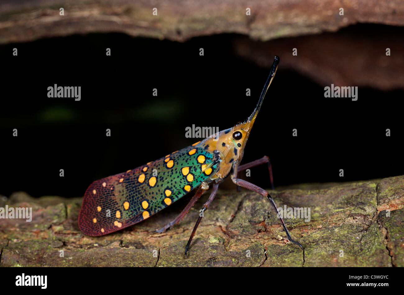 Wilde Gast Gemmata (Westwood, 1848) Gelber Fleck blau-Laterne fliegen oder Laterne Fehler. In Huai Kha Kaeng, Thailand. Stockfoto