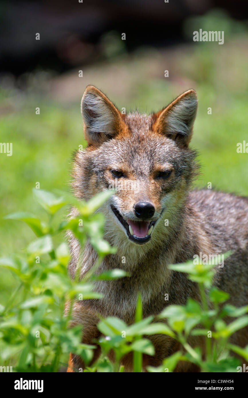 Eine wilde Golden oder asiatisch, Schakal, C. Aureus in Huai Kha Khaeng Wildlife Sanctuary in Thailand. Stockfoto