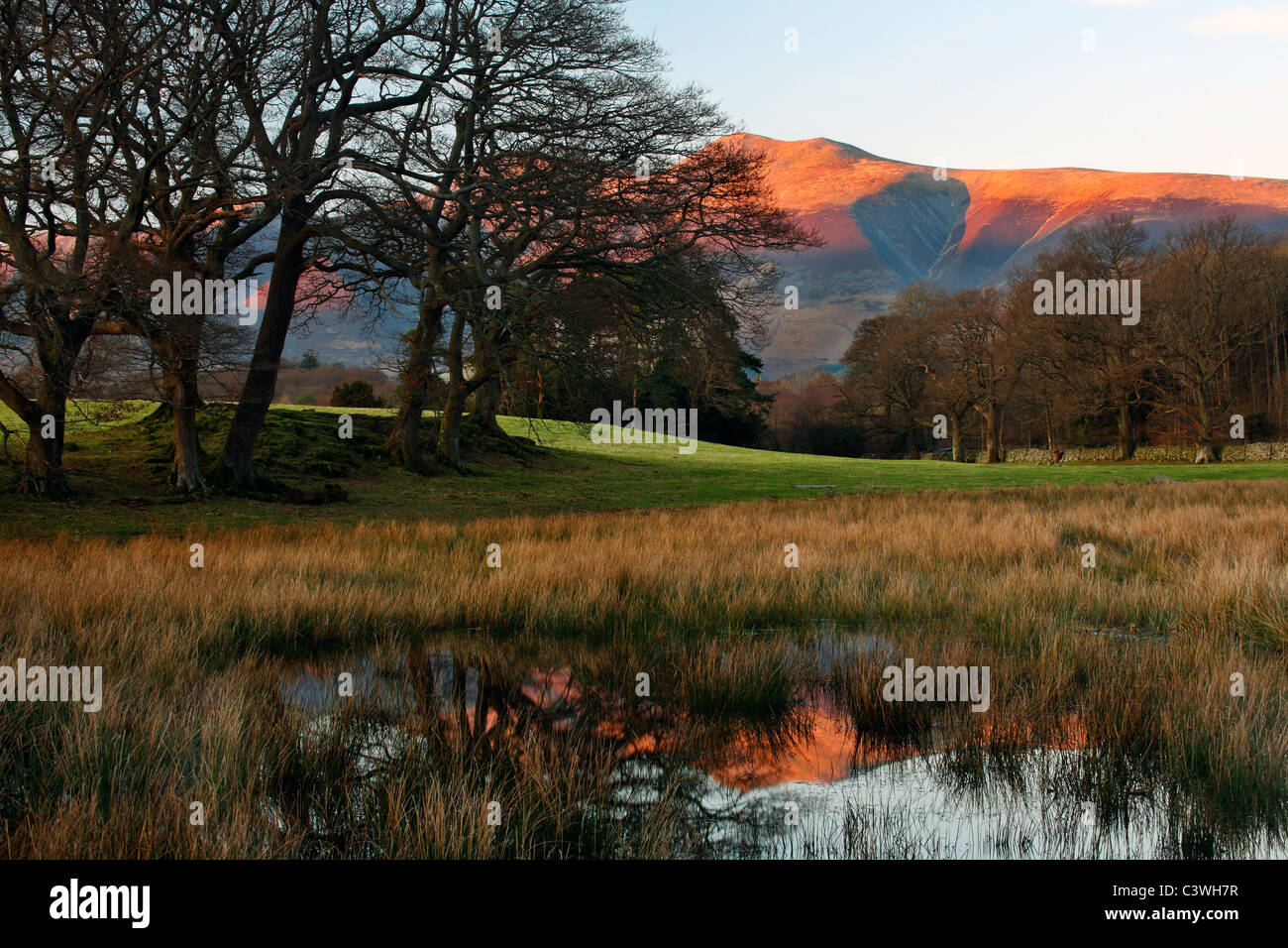 Skiddaw spiegelt sich in einem Teich in der Nähe von Derwent Water in der Nähe von Keswick im Lake District in England Stockfoto