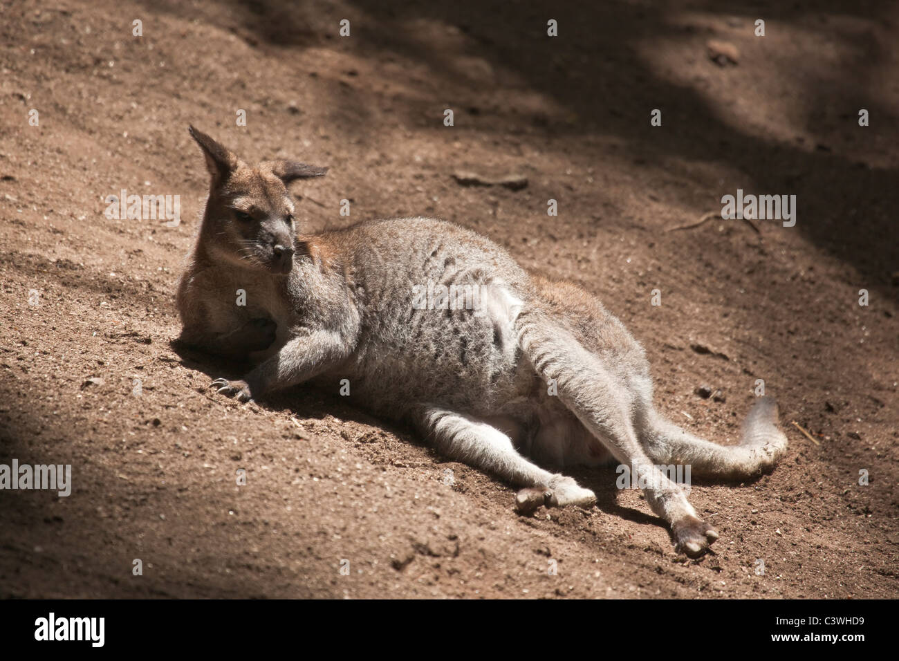 Wallaby liegend Fotos und Bildmaterial in hoher Auflösung Alamy