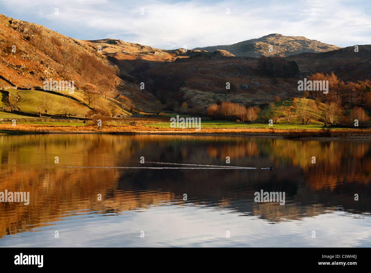 Enten schwimmen in den ruhigen Gewässern des Watendlath Tarn in den Lake District in England Stockfoto