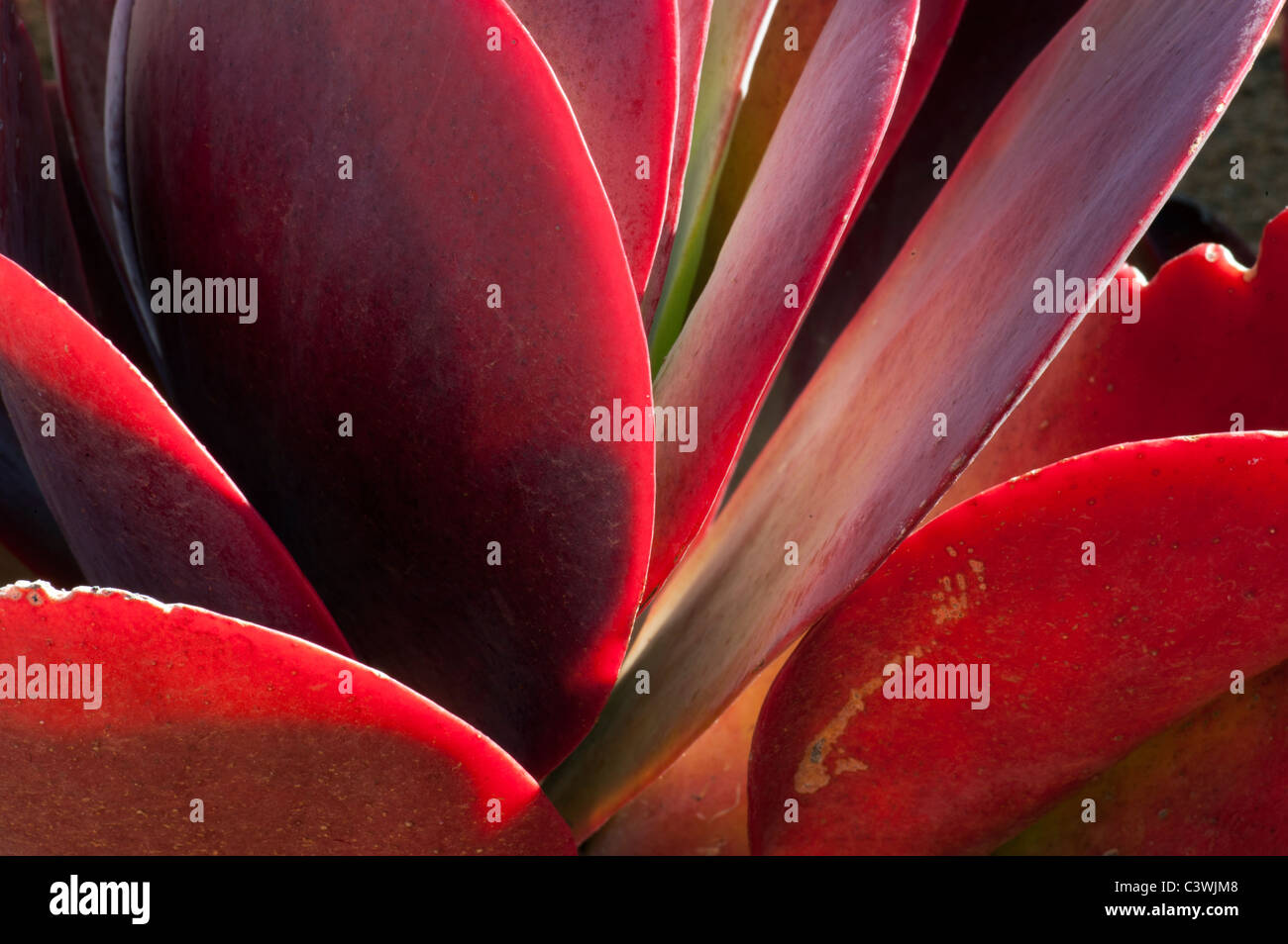 Kalanchoe Thyrsiflora Wüste Kohl, Paddel Anlage FlapJack Pflanze Kaktus, Kakteen, Sukkulenten. saftige rote Feuer feuerrot evergre Stockfoto