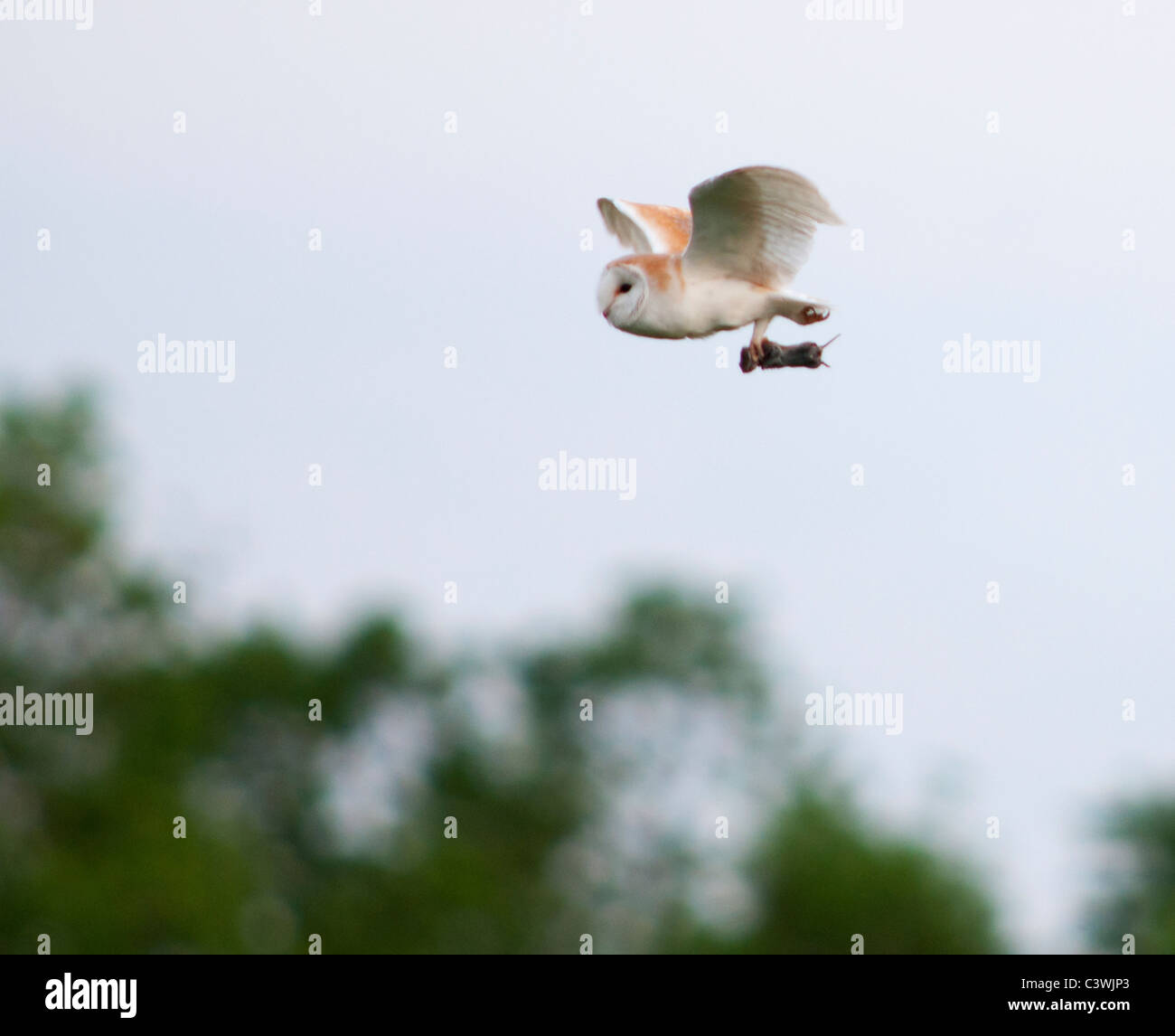 Schleiereule (Tyto Alba) mit Wühlmaus, Warwickshire Stockfoto