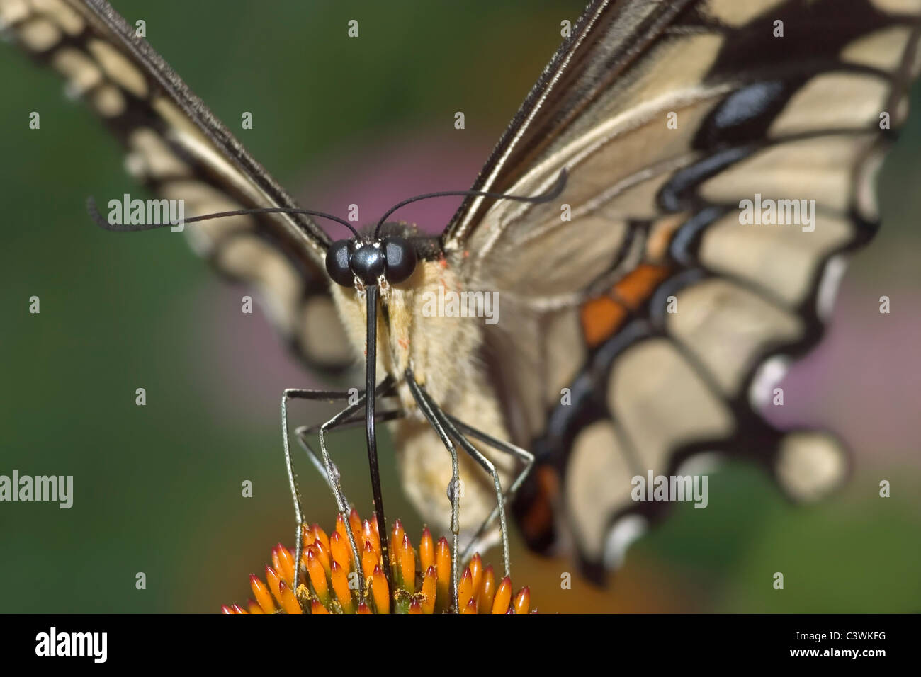 Ein Schmetterling, The Giant Schwalbenschwanz Papilio Cresphontes, Vorderansicht Stockfoto