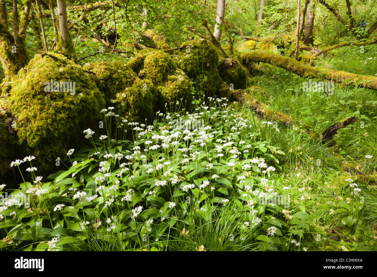 Frühling in Mönche Dale in der weißen Spitze, Derbyshire. Bärlauch und Orchideen sind in Hülle und Fülle. Stockfoto