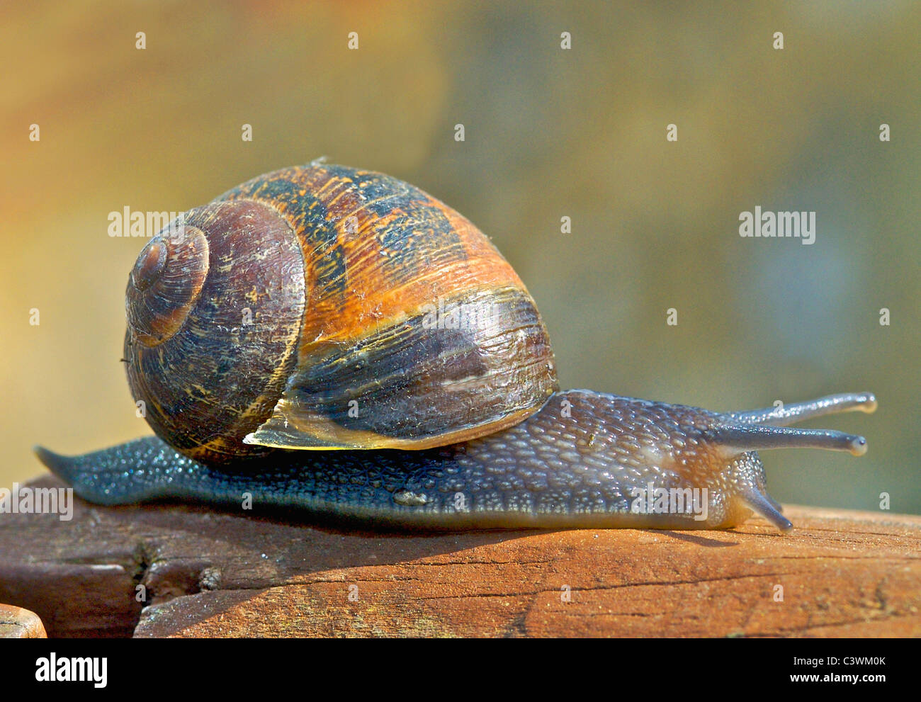 Helix Aspersa, bekannt unter dem gemeinsamen Namen Garten Schnecke ist