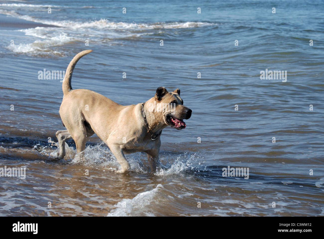 Beige gesunder Hund ins Wasser am Strand spielen Stockfoto