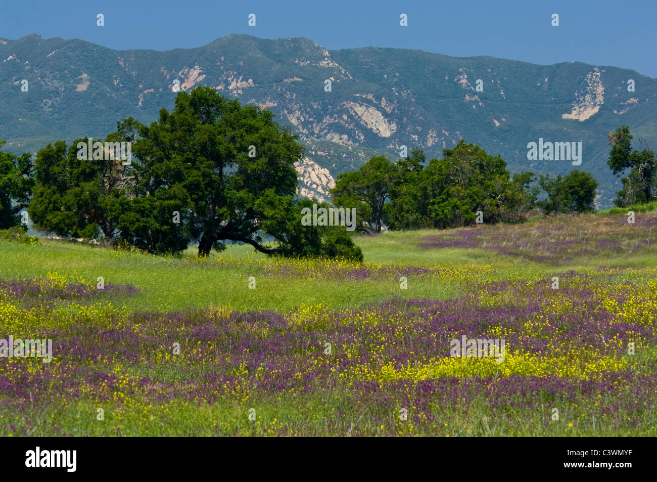 Eiche Bäume und Frühling, die violette und gelbe Wildblumen im blühen grünen Hügel in der Nähe von Ojai, Kalifornien Stockfoto