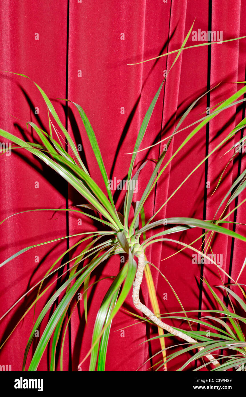 Yucca elephantipes Stockfoto