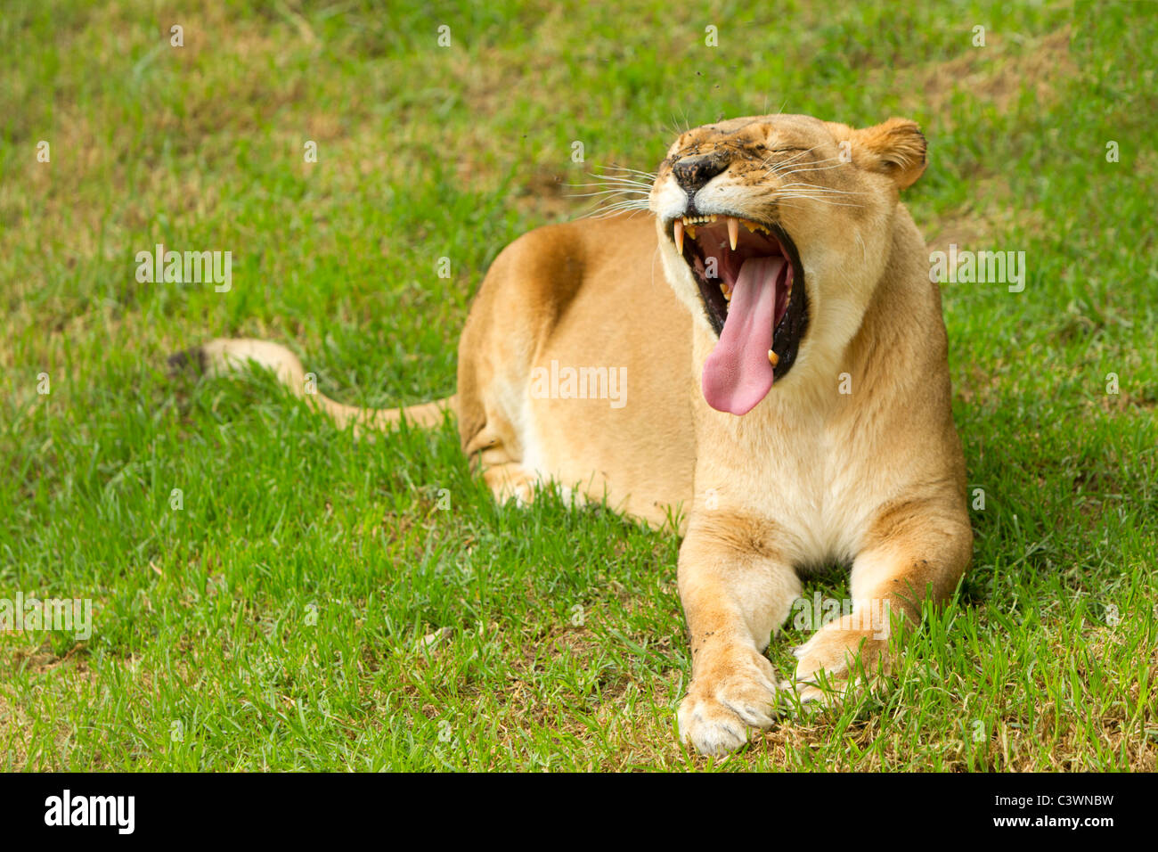 Große Löwin in einen Faulen stellen Schießen in einem Zoologischen Garten Stockfoto