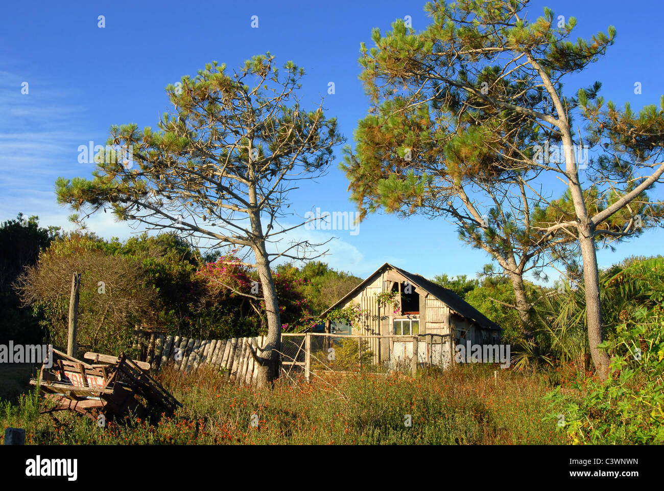 Kleine Holzhütte zwischen Pinien. Stockfoto