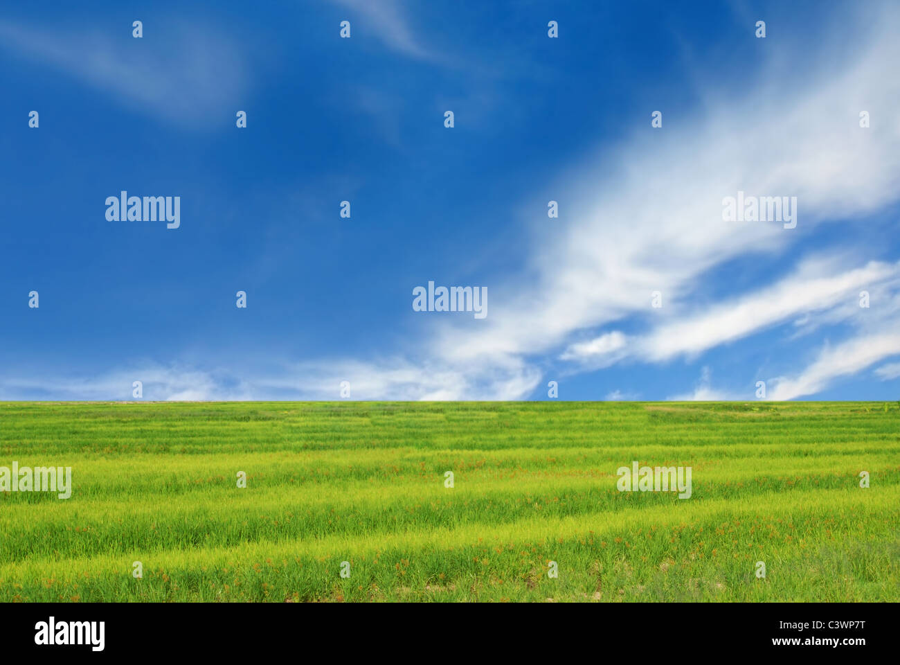 Bereich der grünen Rasen und perfekten blauen Himmelshintergrund. Stockfoto