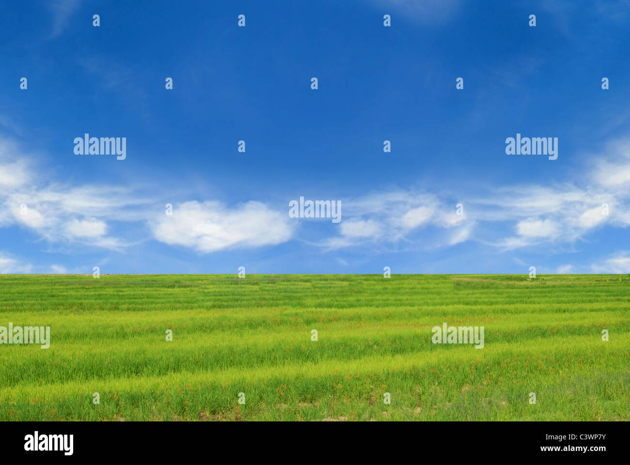 Bereich der grünen Rasen und perfekten blauen Himmelshintergrund. Stockfoto