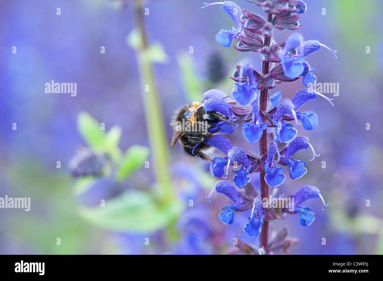 Bombus Lucorum. Hummel auf einer Salvia-Blume in einem englischen Garten Stockfoto