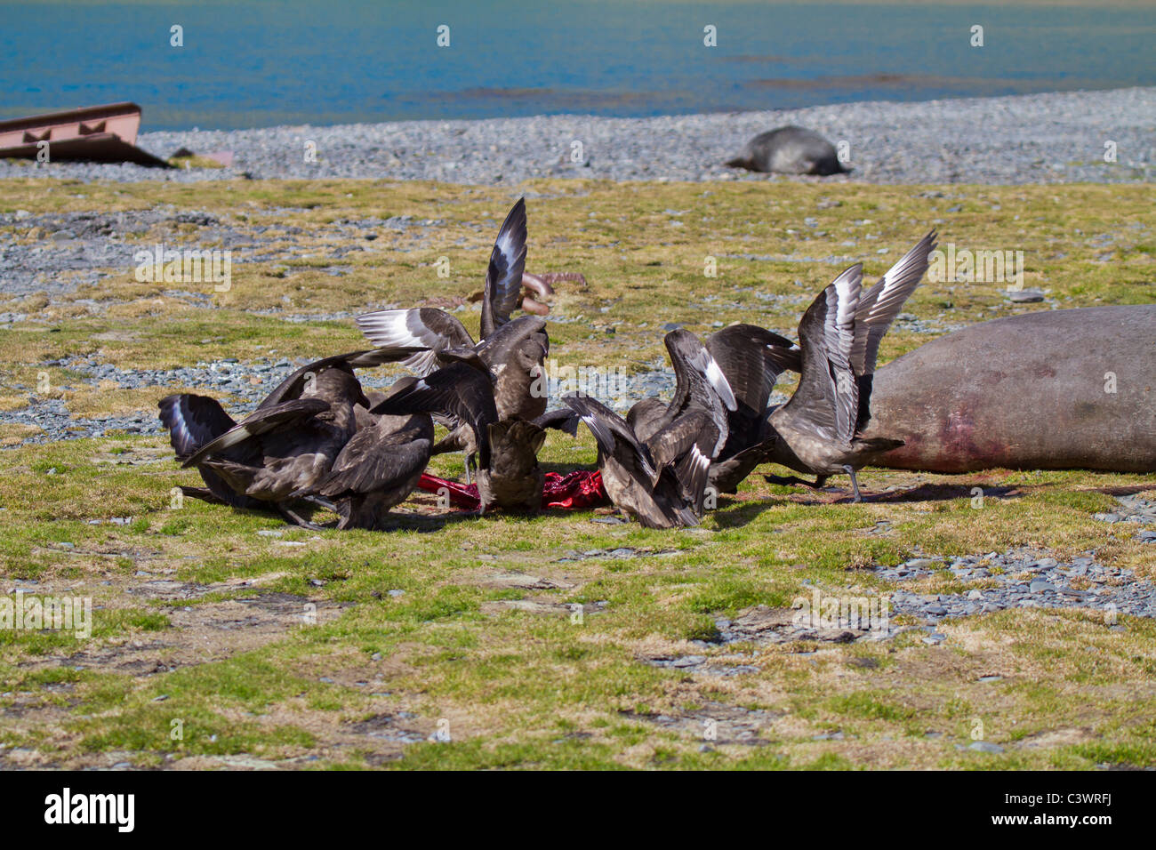 Raubmöwen kämpfen über der nach Geburt Plazenta von einem Elefanten seal Pup, Stromness, South Georgia Island Stockfoto