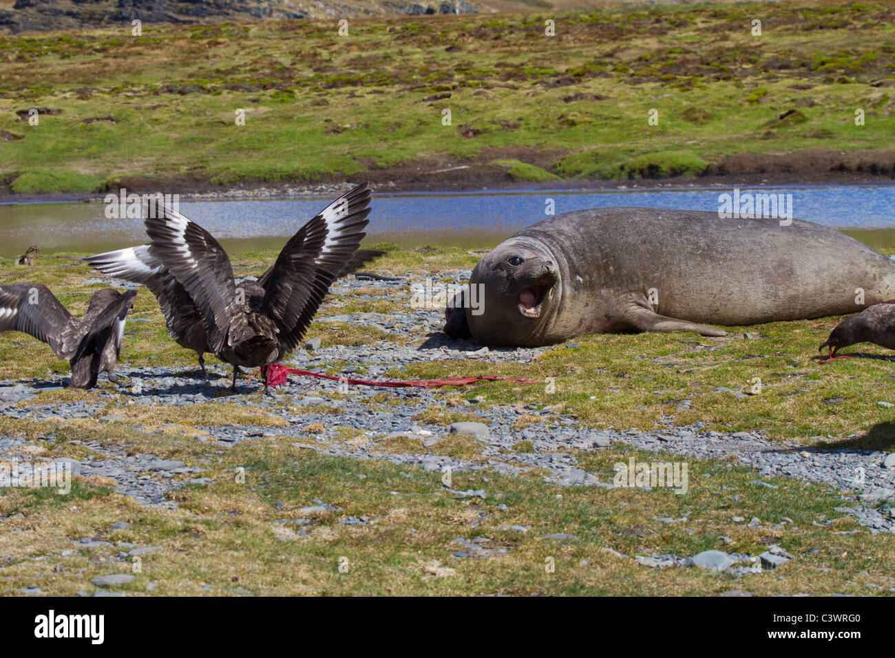 Weibliche See-Elefant und braunen Skuas Streit um eine Plazenta, Stromness, South Georgia Island Stockfoto