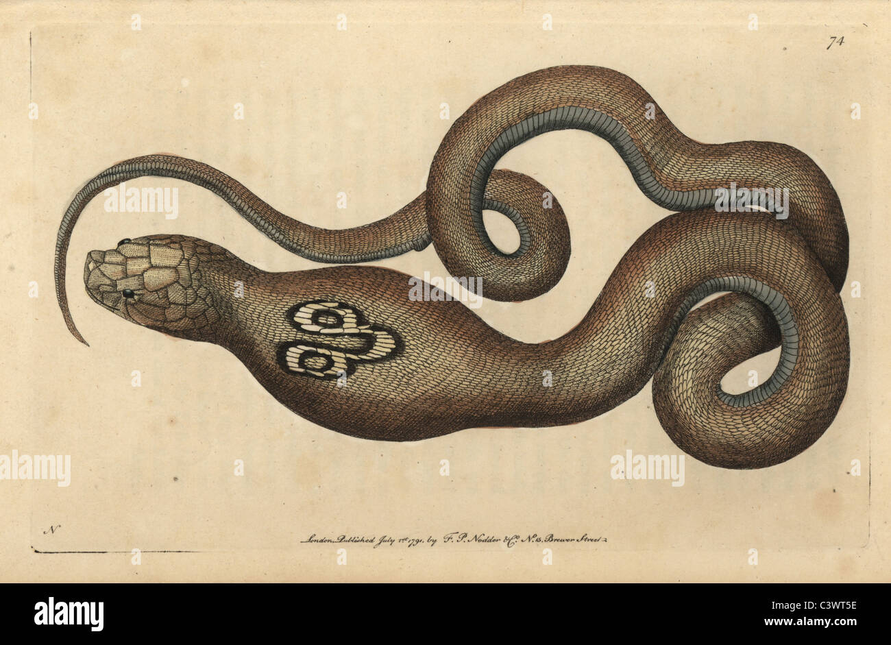 Indische Kobra, Spektakel Schlange oder Cobra de Capello Naja Naja (Coluber Naja) Stockfoto