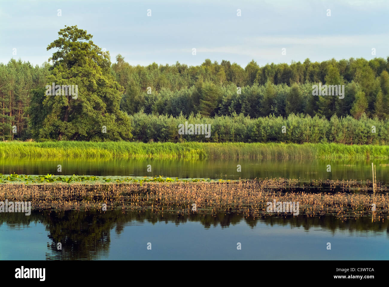 See in der Region Roztocze, Südosteuropa Polen Stockfoto