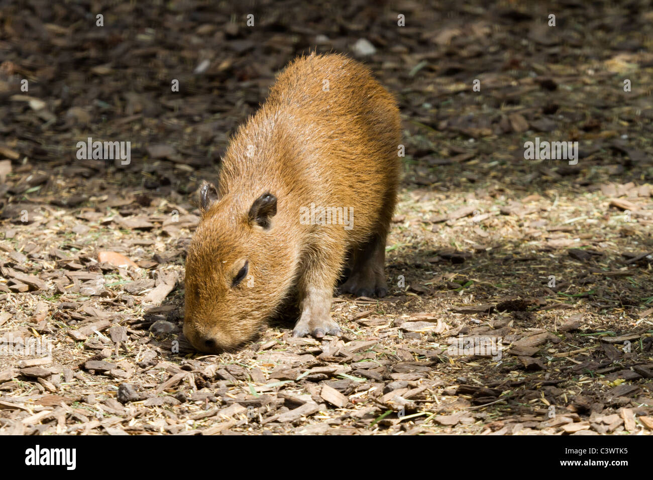 Ein Baby Capybara in Chessington World of Adventure. Stockfoto