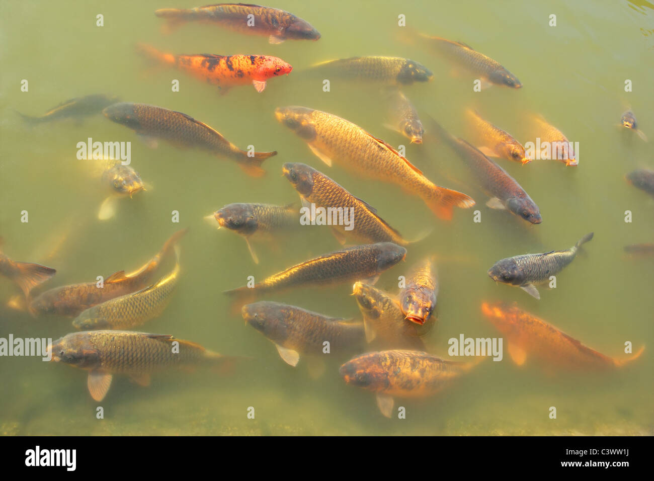 Bunte Koi-Fische in einem Teich Stockfoto