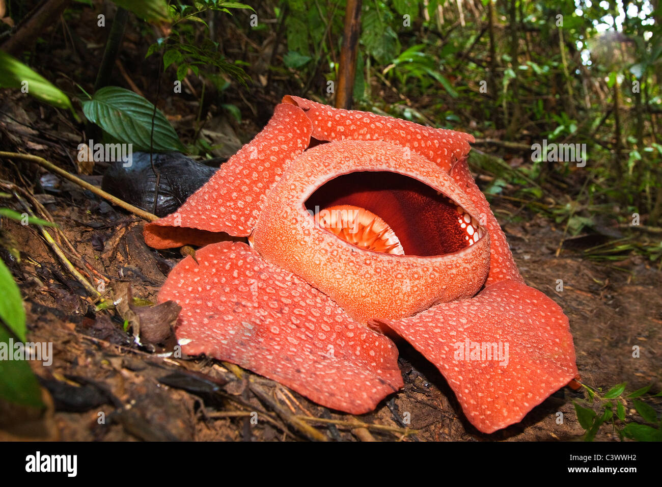 Rafflesia Blume Stockfoto