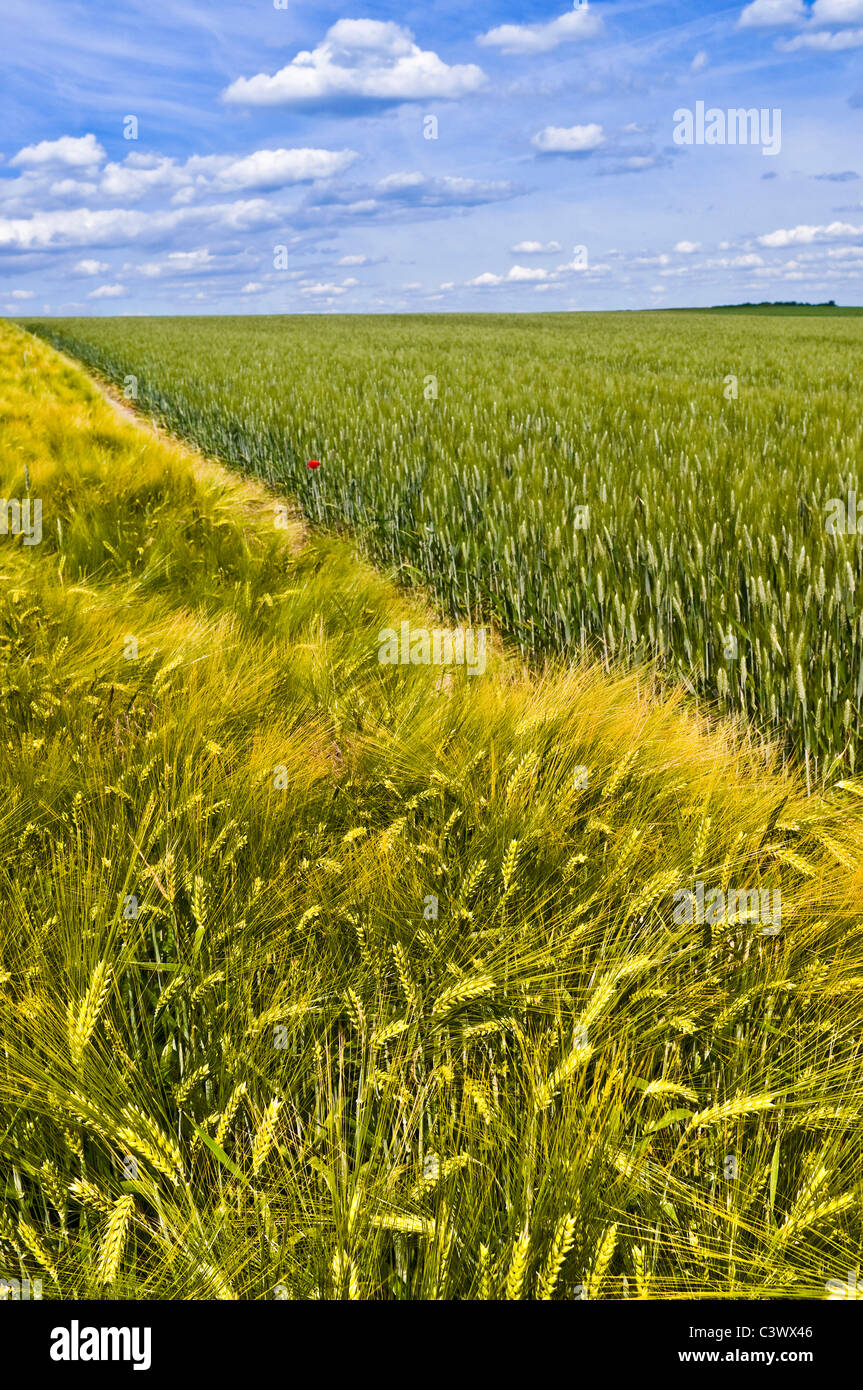 Bereich der gemischten Getreide ernten / Mais und Weizen in Französisch Land - Indre-et-Loire, Frankreich. Stockfoto