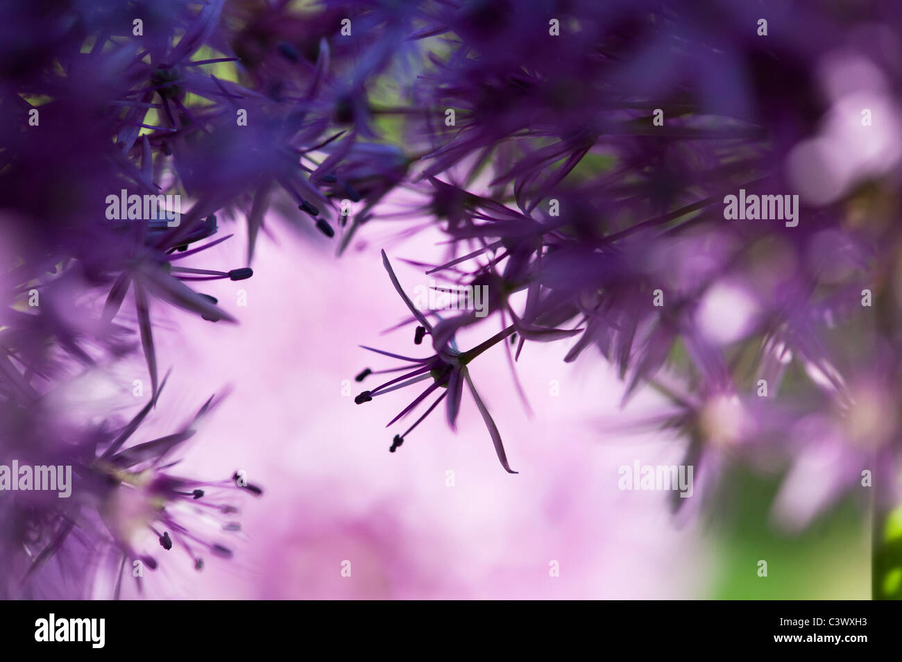 Allium purple Sensation Blume Abstrakt Stockfoto