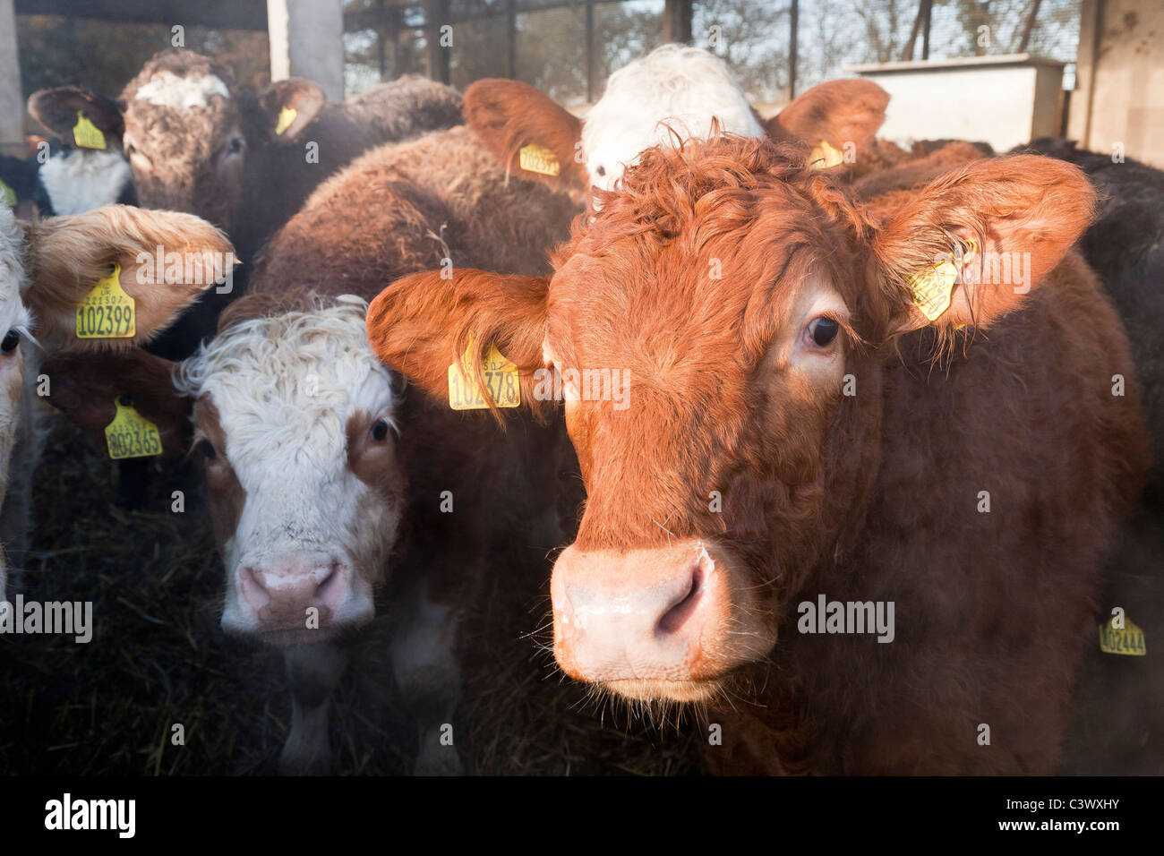 Eine Herde von jungen Ochsen, die Überwinterung in einem Vieh-Hof auf einem Bauernhof Stockfoto